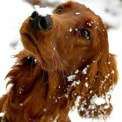 An aristocratic Irish Red Setter energetic, intelligent and affectionate. Lots of fun, loving, playful and affectionate. Snowflakes never fail to fascinate me