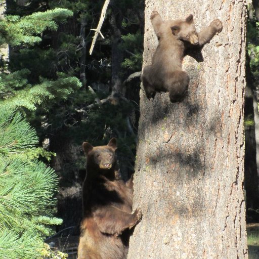 Mr. Truckee/LakeTahoeGuy