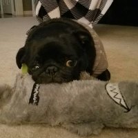 Ellie The Black Pug(@blackpugEllie) 's Twitter Profile Photo