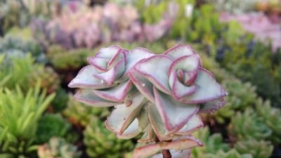 Where a Greenhouse located in Portage la Prairie Manitoba. And in the winter we grow succulents and Cactus! We have an avid love for succulent plants.