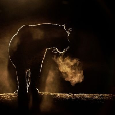 interpolationnn's profile picture. 