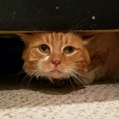 EchoWh1sk3y's profile picture. 