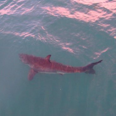 PIXELSramblings's profile picture. 