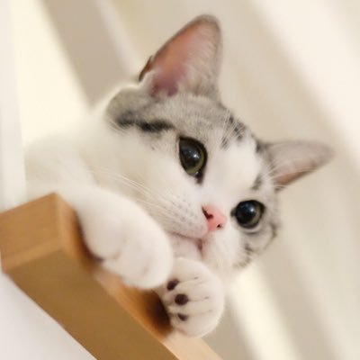 原画　猫　琥珀くん　#86 原画 猫 琥珀くん #86 琥珀 (@828kohaku) / X