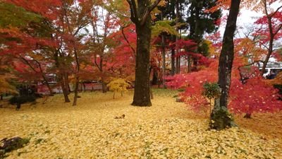 写真垢 富山県に住む大学生です。一眼レフ初心者/Canon EOS8000D 
無言フォロー失礼します