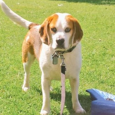 m8verick's profile picture. I'm a 4 year old Beagle called Maverick™ Just sharing some photos of my adventures!             Wolf Run training partner.

#BeaglingAboutInWarwick