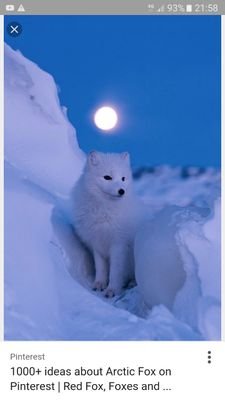 Bluefoxzさんのプロフィール画像