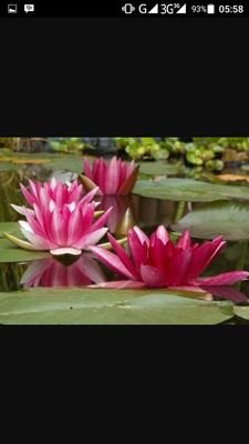 kadartiah's profile picture. 