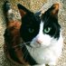 pollcat (@pollcat) Twitter profile photo pollcat (@pollcat) Twitter profile photo