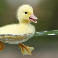 Duck (@duckjones1) 's Twitter Profile