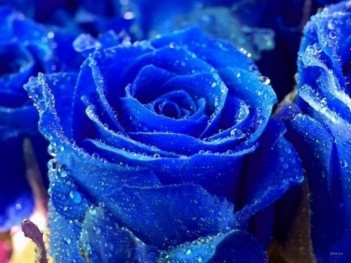 K_r_L_a's profile picture. 
