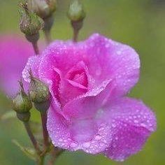 LynbellaLyn's profile picture. 