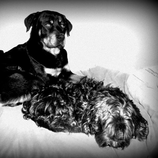 3Z3K1EL's profile picture. Chófer