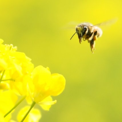 ミツバチのように花から花へ…
不定期に花や果実の写真をアップしてゆきます。
写真は下手の横好きなのでご勘弁を…m(_ _)m