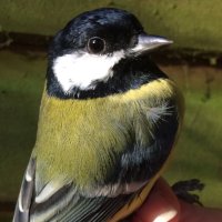 MadingleyBirds (@madingleybirds) 's Twitter Profile