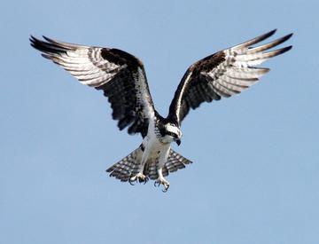 Go Hawks!