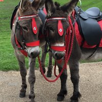 Dapper donkeys (@donkeys_dapper) 's Twitter Profile Photo