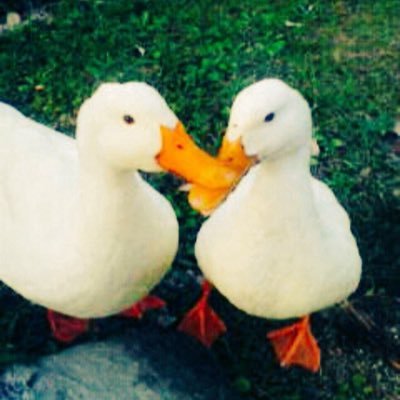 suimahasuima's profile picture. ど素人のお絵かき記録。コツコツ頑張ります=͟͟͞͞(๑•̀=͟͟͞͞(๑•̀д•́=͟͟͞͞(๑•̀д•́๑)=͟͟͞͞(๑•̀д•́))) ﾜﾀｸｼ睡魔。(すいま)は片目の視力と 若干の色覚異常持ちですがよろしくお願いします┏● ※睡魔。≒ゆのん