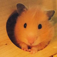 きゃぇ (@kaeshiki2) 's Twitter Profile