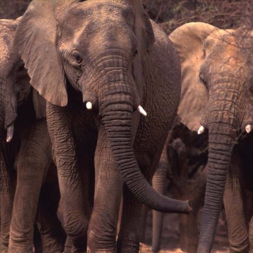 Securing the future of Mali's desert elephants, and helping local people in community-based natural resource management.