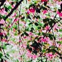 Trade_Denver (@tradedenver) 's Twitter Profile