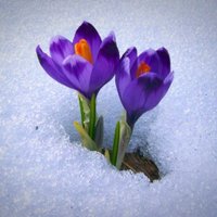 الحمد لله (@8o7oo) Twitter profile photo