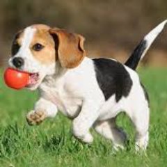 MyPuppyDogTrain's profile picture. Get more #Twitter #Followers visit my website.