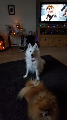 Hi I live in Aberdeenshire and have two great kids , Anthony and Amanda, I live with my three dogs one Japanese Spitz and two pomeranians .