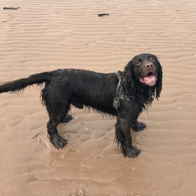 Bailey the liver Sprocker Spaniel from Anglesey, Wales. Luff ballies, park, brofurs & sisfur & Mummy. Adore belly scratches & chew bones!