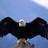 Profile Picture of Allan Struthers (@eagle30) on Twitter