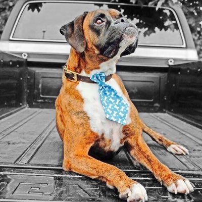 Hi! My name is Lord Stanley Cup. I'm an 8 year old boxer. I have a boxer brother and a puggle sister. I love to run, bark at the neighbors, and sleep!