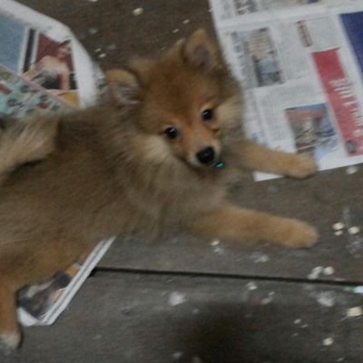 แลคคูน (@jiriew79) | Twitter แลคคูน (@Jiriew79) | Twitter