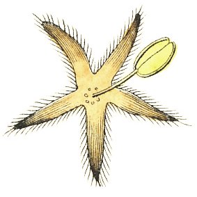 yukinobuko