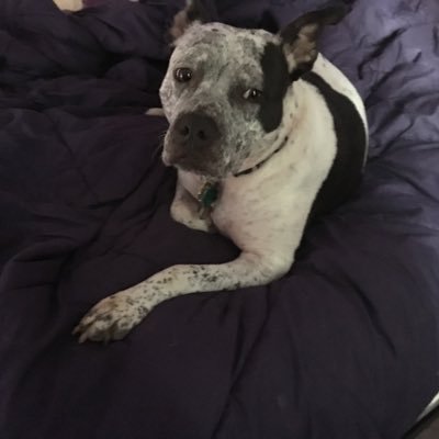 peteycat2's profile picture. 