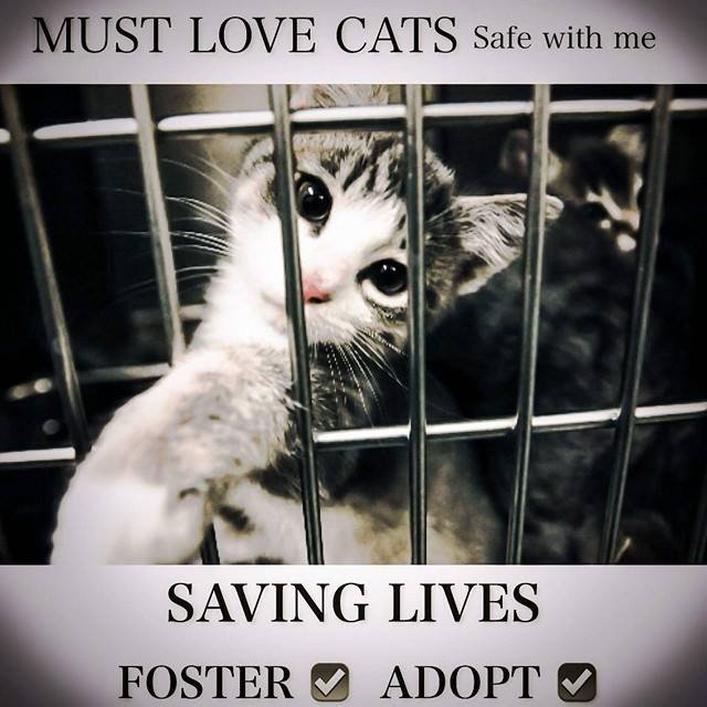 Must Love Cats Safe With Me,
Saving Death Row Cats Of NYCACC.  LOW/NO FEE ADOPTION, FAST FREE TRANSPORT VT TO DC.  Volunteer run, not affiliated with NYC ACC.