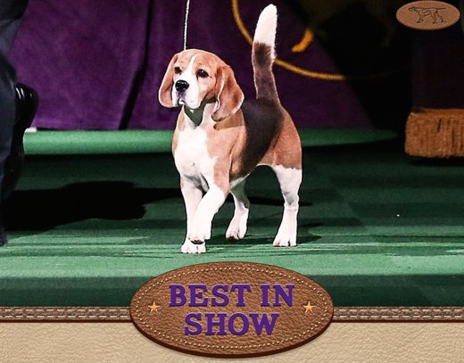 Recognizing the worlds most beautiful breeds. We do not own content, dm to have removed
