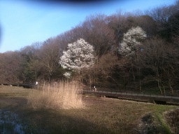 WsaitoH's profile picture. 医薬系広告代理店アートディレクター。
科学とアートの間で人の役に立てればと思っています。