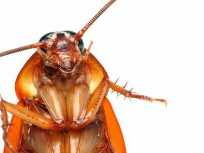 Cockurface's profile picture. EST 1990 NCR HOOD NIGGAH