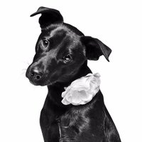 Filharmonie Brno (@filharmoniebrno) 's Twitter Profile