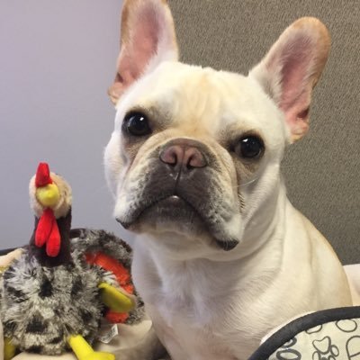 Humans call me Paxton. I'm hoping to meet a nice young frenchie pup who likes to be taken on long walks, hide bones & smell each other. insta: @PaxtonandthePig