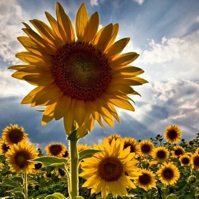 AnnaLaxson's profile picture. 