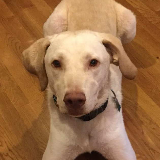 brutusdarutus's profile picture. 