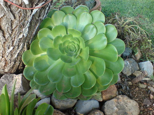 josselomx's profile picture. 