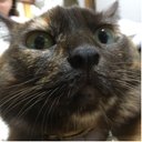 Miri Sugiyama (@0129Miri) Twitter
