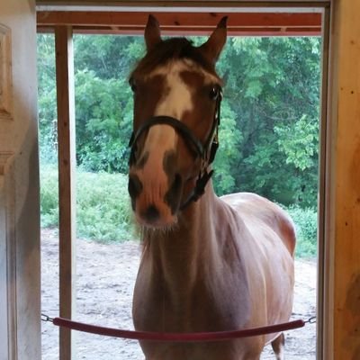 I love my boys, Kyle and Tyler. Roadster is the best dog ever, and Rocky and Dixie are the best horses in the world.