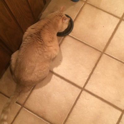 ReyGoober's profile picture. Conservative AF. Catholic. Sam is a goober. pansexual