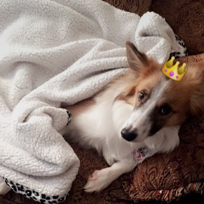 KPauwel's profile picture. 