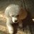 nutmeg_online