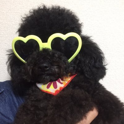 娘はトイプー 娘と毎日の散歩。ご飯は 肉食。興味を持つとずーっと やり続けるのが 癖です。勉強 犬大好き 人大好き 投資大好き^_^ ネガティブ思考は大嫌い
