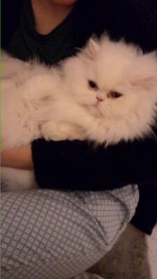 hacerka25689596's profile picture. Emeğe, insana, hayvana saygı.